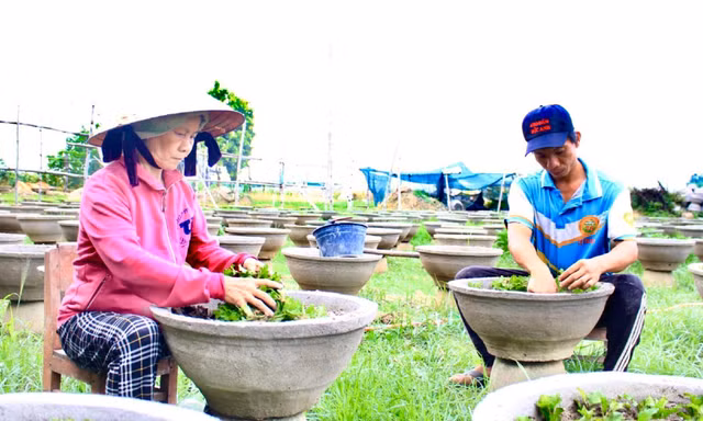 Thủ phủ hoa cúc lớn nhất miền Trung vào vụ Tết