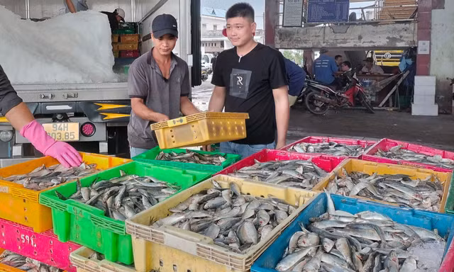 Cà Mau muốn xây mới cảng cá Sông Đốc gần 750 tỷ đồng