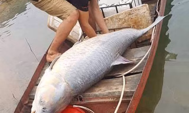 Con cá trắm đen nặng 61 kg do ngư dân đánh lưới bắt được tại hồ Thác Bà 