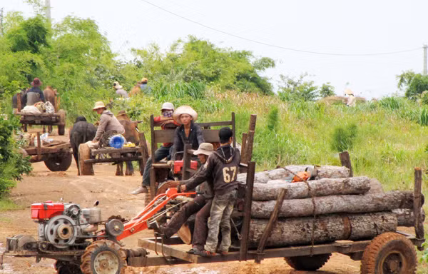 Dân lợi dụng việc chuyển rừng nghèo khai thác gỗ trái phép
