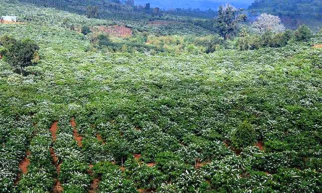 Hoa cà phê dệt lên thảm trắng bồng bềnh trên khắp các triền đồi, vườn, rẫy