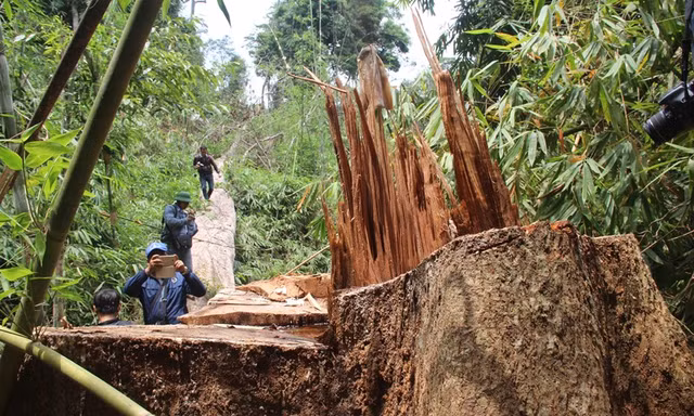 Vì sao kiểm lâm Quảng Nam phải ký cam kết bảo vệ rừng?
