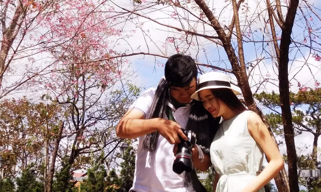 Mai anh đào xuất xứ ở đâu mà bất ngờ nở rực hồng phố núi Đà Lạt