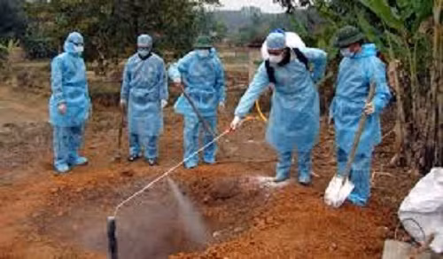 Tiêu hủy hàng trăm con vịt bị nhiễm cúm H5N6 tại Hà Tĩnh