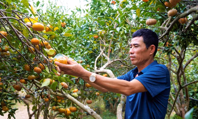 Mô hình hái cam, nướng gà, câu cá giúp nông dân Vân Đồn đổi đời