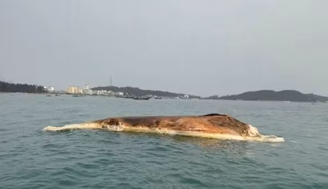 Xác cá voi hơn 10 tấn trôi dạt trên biển Cô Tô