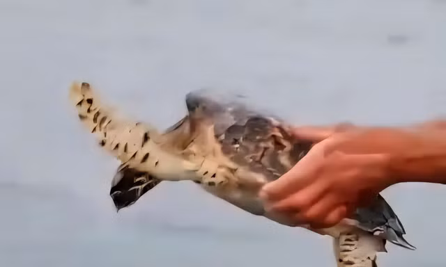 Giải cứu rùa biển quý hiếm ở đặc khu Cô Tô