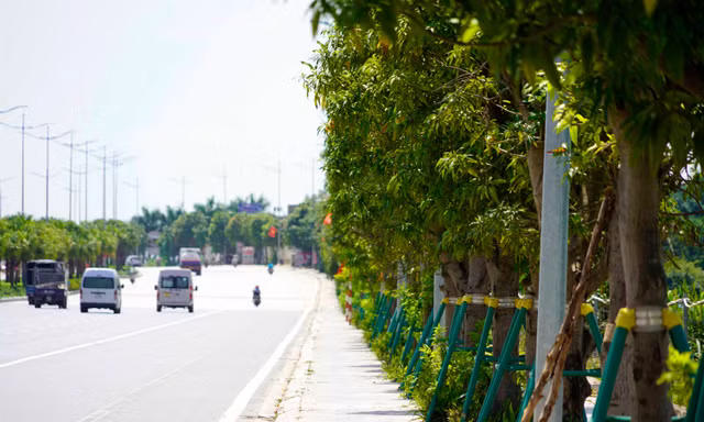 Nhiều người dùng dụng cụ tự chế hái xoài trên đường 10 làn ở Hạ Long