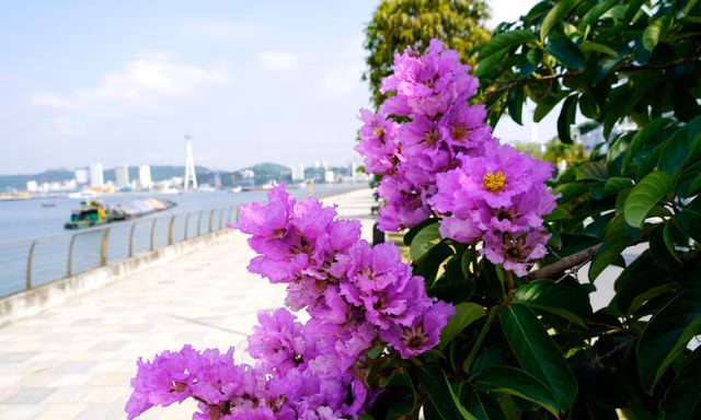 Hoa bằng lăng ‘nhuộm tím’ phố phường Hạ Long