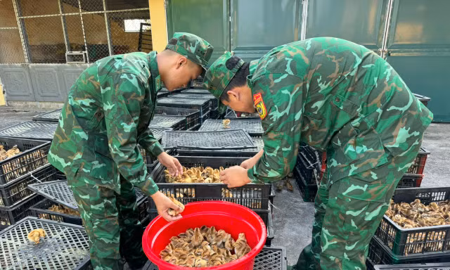 Dùng bè xốp đưa gần 18.000 con gà giống vượt biển về Việt Nam