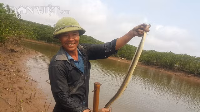 Nhờ đi săn cá nhệch, một loại cá trốn sâu dưới đáy bùn nơi cửa sông, cửa biển, vùng đầm lầy ven biển mà nhiều người dân ở huyện Nga Sơn có thể kiếm được nửa triệu mỗi ngày. Ảnh: Phạm Quân.
