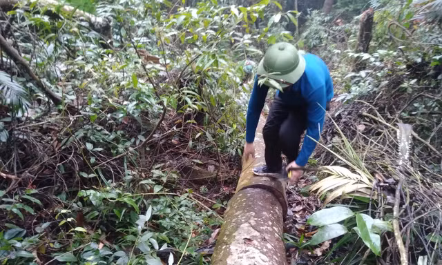 Những cây gỗ trong rừng đặc dụng Tây Yên Tử bị lâm tặc cưa đổ, rồi chặt ra nhều khúc dài hàng mét để ngổn ngang trong rừng