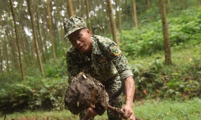 Thợ săn đang rũ trứng kiến ra khỏi tổ