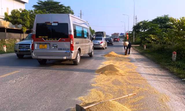 Mùa gặt về, thóc lại đầy quốc lộ, đồng ruộng bắt đầu hun khói 