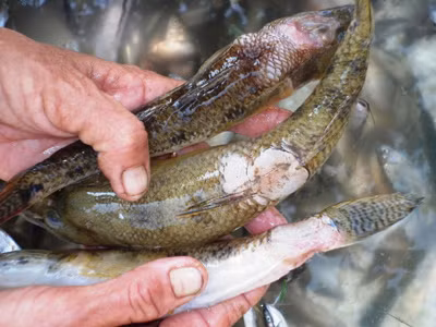 Cá sông Bàn Thạch chết hàng loạt