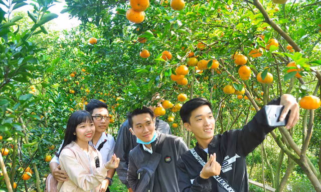 Các bạn trẻ háo hức chụp ảnh làng nghề quýt hồng ẢNH: HÒA HỘI