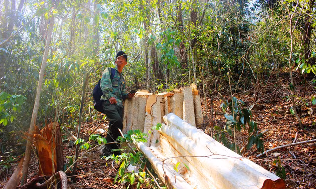 Hiện trường 1 vụ phá rừng tại khu vực giáp ranh Gia Lai-Đắk Lắk