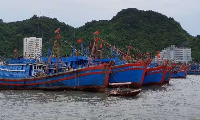 Hàng nghìn tàu cá không được đánh bắt vùng khơi do không đáp ứng các quy định mới về chiều dài tàu cá. Ảnh: Bình Phương
