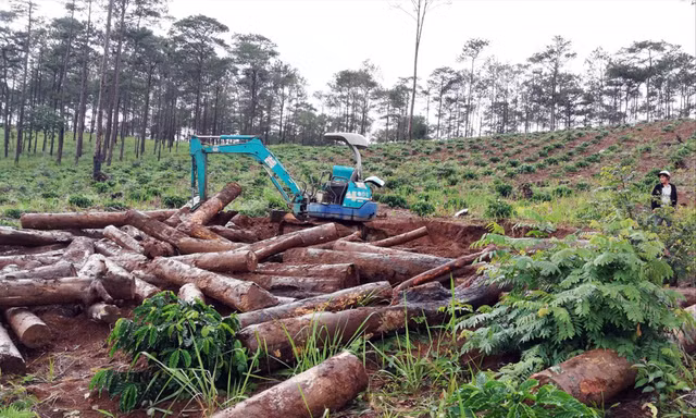 Huy động xe cơ giới “khai quật” thông ở Lâm Đồng bị đốn hạ rồi chôn xuống hố sâu 