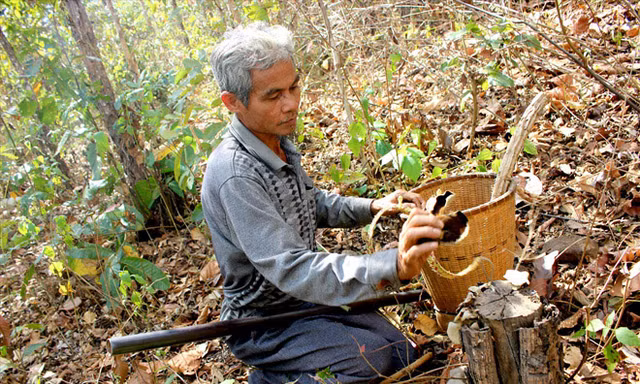 Ama Trang hái nấm linh chi ở rừng khộp