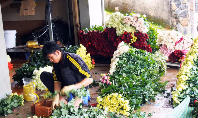 Hoa hồng Đà Lạt được sơ chế trước khi mang đi giao cho các đầu mối Ảnh: K.A