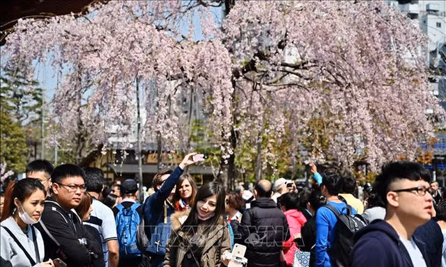Du khách ngắm hoa anh đào nở rộ tại Tokyo, Nhật Bản. Ảnh: AFP/TTXVN.