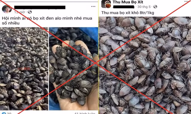 Công an cảnh báo thủ đoạn lừa đảo mua bọ xít đen giá cao