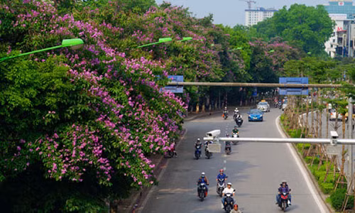 Hàng bằng lăng tím sau một năm di dời khỏi phố Kim Mã