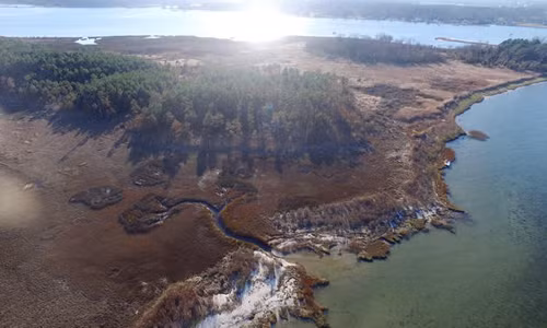 Thủy triều tháng 10/2015 giết chết nhiều cây thông gần Yorktown, Virginia. Ảnh: AP.