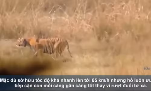 Hổ săn lợn rừng 'khủng' nặng hơn 100 kg