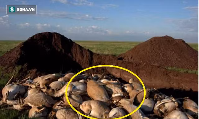 Linh dương Saiga chết hàng loạt và nguyên nhân bất ngờ. Ảnh: Dailymail