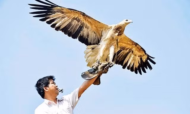Thú chơi chim đại bàng của đại gia Việt tốn kém thế nào?
