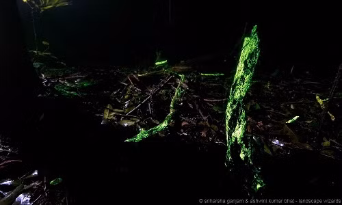 Những thân cây phát sáng trong rừng. Ảnh: Sriharsha Ganjam & Ashwini Kumar Bhat - Landscape Wizards.