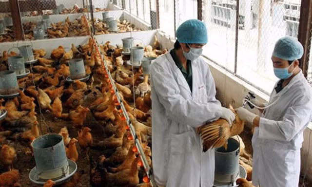 Kon Tum: Xuất hiện dịch cúm gia cầm A/H5N6