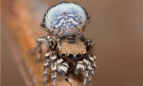 Nhện Maratus nimbus với họa tiết mây trên quạt. Ảnh: Science Alert.