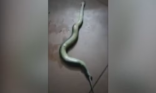 Con rắn lục sinh con sau khi bị đánh dập đầu. Ảnh: LiveLeak.