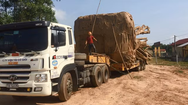 Các tài xế khai chở cây "quái thú" vào ban đêm để qua các trạm CSGT.