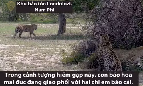 Báo đực giao phối cùng lúc với hai chị em báo cái