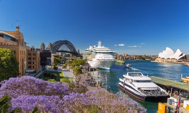 Mùa phượng tím rực rỡ ở Sydney