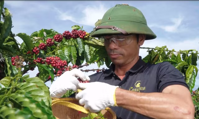 Vĩnh Hiệp hiện nằm trong Top 10 doanh nghiệp xuất khẩu cà phê lớn nhất Việt Nam. 