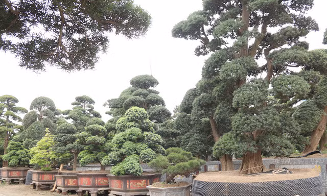 Ngắm vườn tùng cổ thụ trăm tuổi, giá triệu USD của đại gia Hà Nội