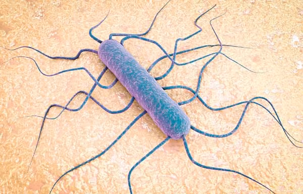 Listeria là vi khuẩn gây ra bệnh listeriosi
