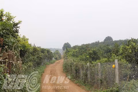Mỗi héc-ta cam có thể thu về được 1 tỷ đồng mỗi vụ cho người dân thị trấn Cao Phong
