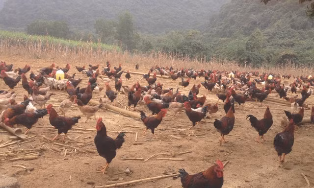 Anh Hòa trúng đậm vì phi vụ nuôi gà ri mận bán dịp Tết năm ngoái