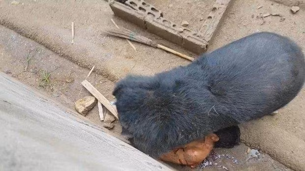 Cái kết quá đắng khi trêu ngươi gấu
