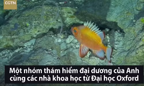 Phát hiện hơn 100 loài động, thực vật mới dưới biển sâu