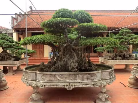 Cây cửu phẩm là bảo bối trong khu vườn của ông Ngọ. 