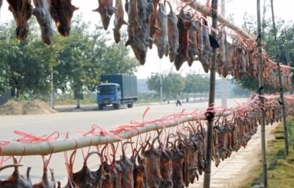 Khô chuột với cách sơ chế khá cầu kỳ