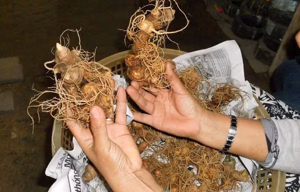 Sâm Ngọc Linh tươi có giá dao động trên thị trường từ 80-250 triệu đồng/kg