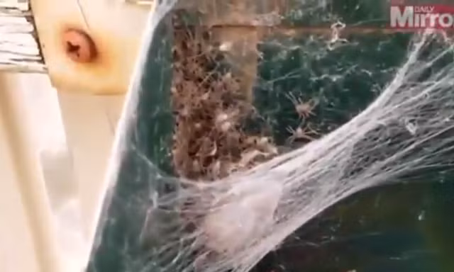 Hàng trăm con nhện “phục kích” trong thùng thư báo